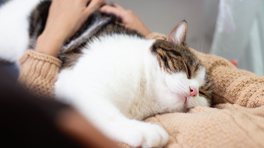 領養寵物知多D-香港貓咪領養指南-條件與注意事項